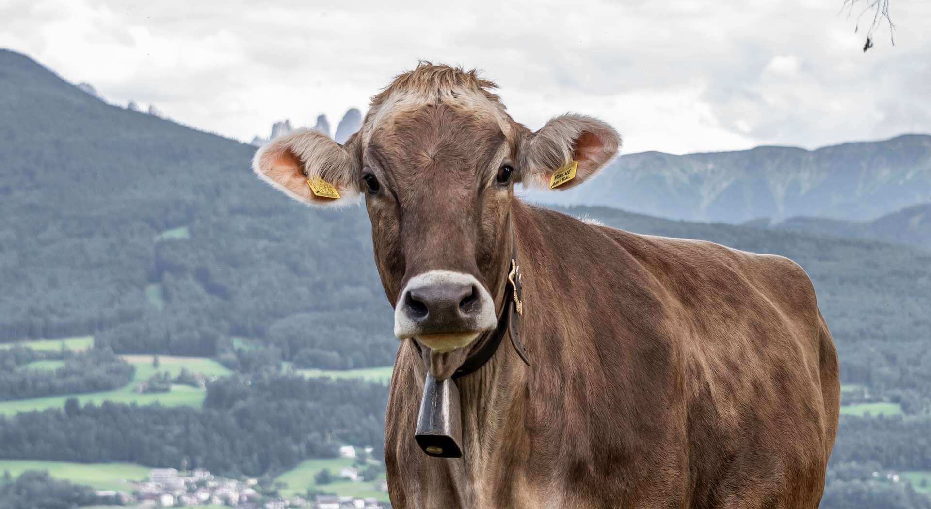 Bauernhofurlaub Brixen